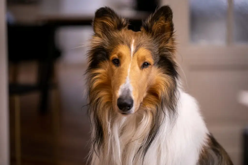 Sky der Bürohund